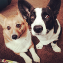 zoeyandstevethecorgi-blog avatar