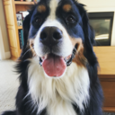 zoeytheberner avatar