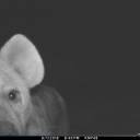 zooniversefinds avatar