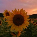 zorakigulumseme avatar